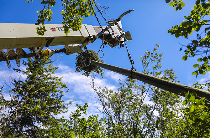 Hawk Nest