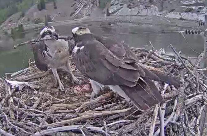 Osprey Exshaw two eggs