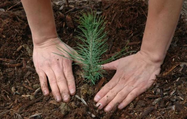 tree planting