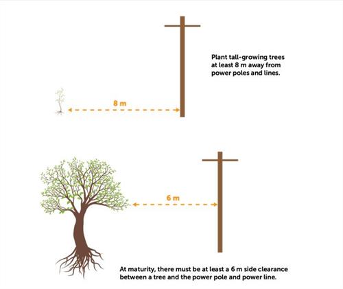 diagram tree planting diagram tree planting